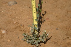 burkina-faso-risultati-01