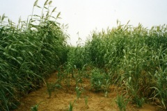 burkina-faso-risultati-06