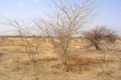 burkina-faso-risultati-22